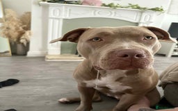 Mixed Breed dogs for sale: Dog for sale - Image 4