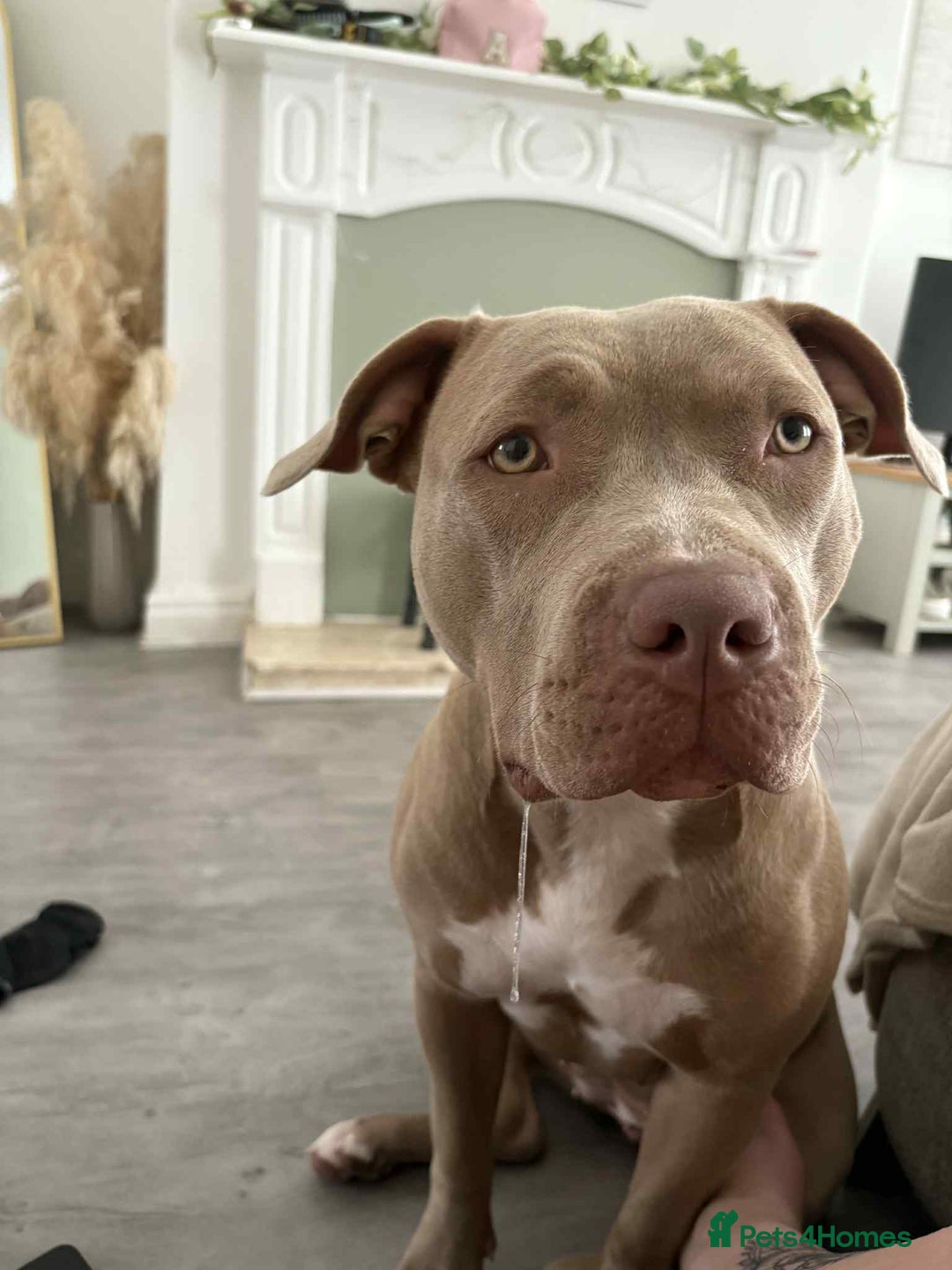 Mixed Breed dogs for sale: Dog for sale - Image 4