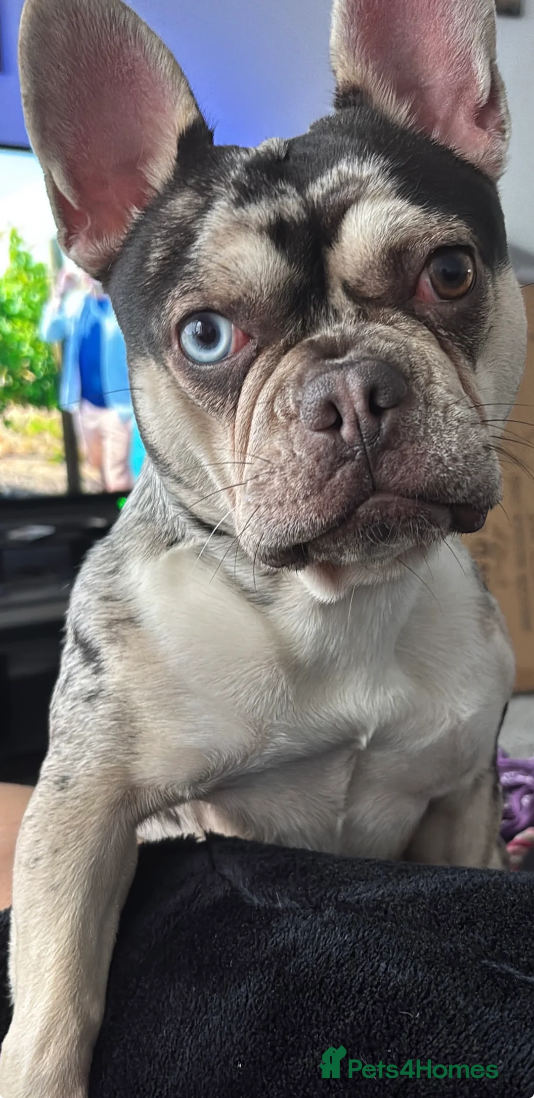 French Bulldog dogs for stud: Stud Wanted for Black & Tan Merle - No Merles in Birmingham - Advert 3