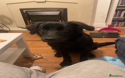 Mixed Breed dogs for sale: 6 month old Labrador german shepherd  - Image 1