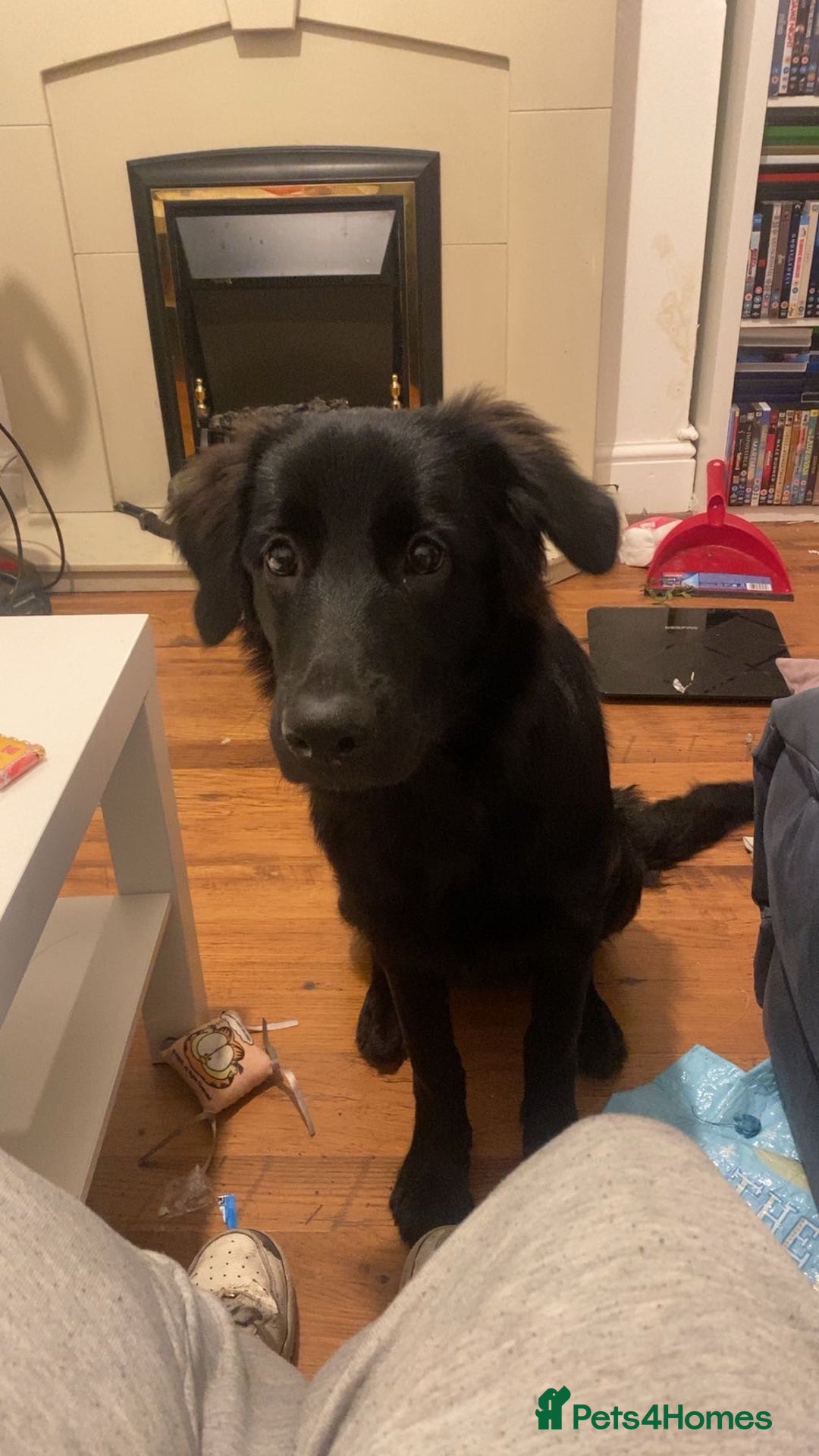 Mixed Breed dogs for sale: 6 month old Labrador german shepherd  - Image 1