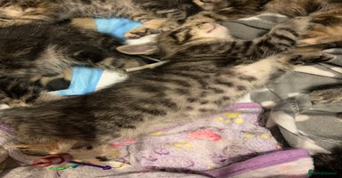 Mixed Breed cats - Advert 12