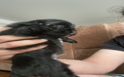 Pekingese dogs for sale: Pekingese puppy (3 girls and 3 boys left) - Image 4