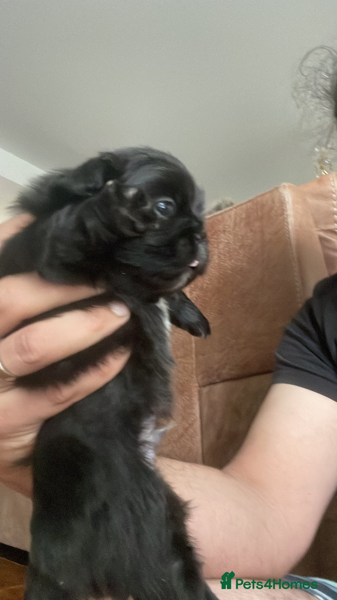 Pekingese dogs for sale: Pekingese puppy (3 girls and 3 boys left) - Image 4
