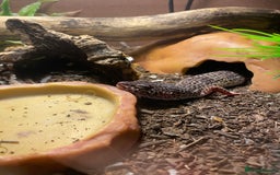 Mixed Breed reptiles for sale: Reptile, invert and amphibian rescue service.  - Image 2