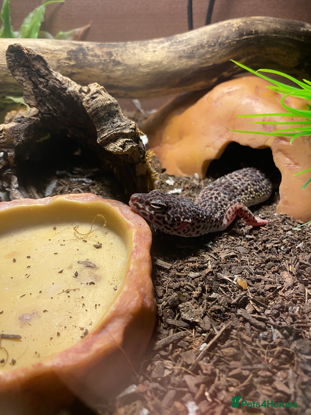 Mixed Breed reptiles for sale: Reptile, invert and amphibian rescue service.  - Image 2