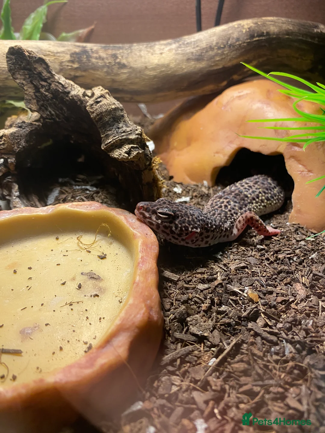 Mixed Breed reptiles for sale: Reptile, invert and amphibian rescue service.  - Advert 2