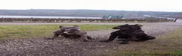 Cane Corso dogs for sale: Cane corso puppies - iccf champion bloodline  in Halifax - Advert 5