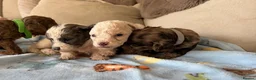 Toy Poodle dogs for sale: Toy Poodle Puppies  - Advert 19