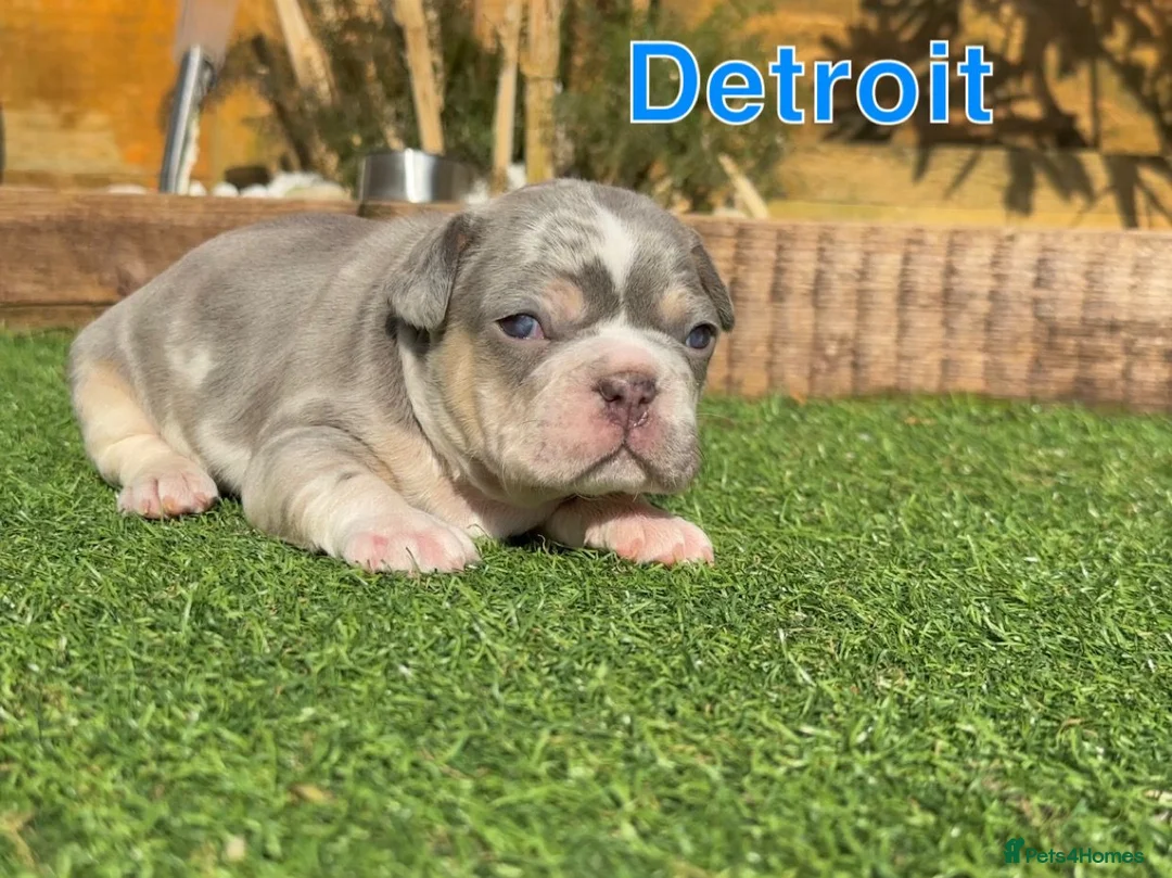 French Bulldog dogs for stud: New shade Isabella Merle fluffy carrier  in Hastings - Advert 17