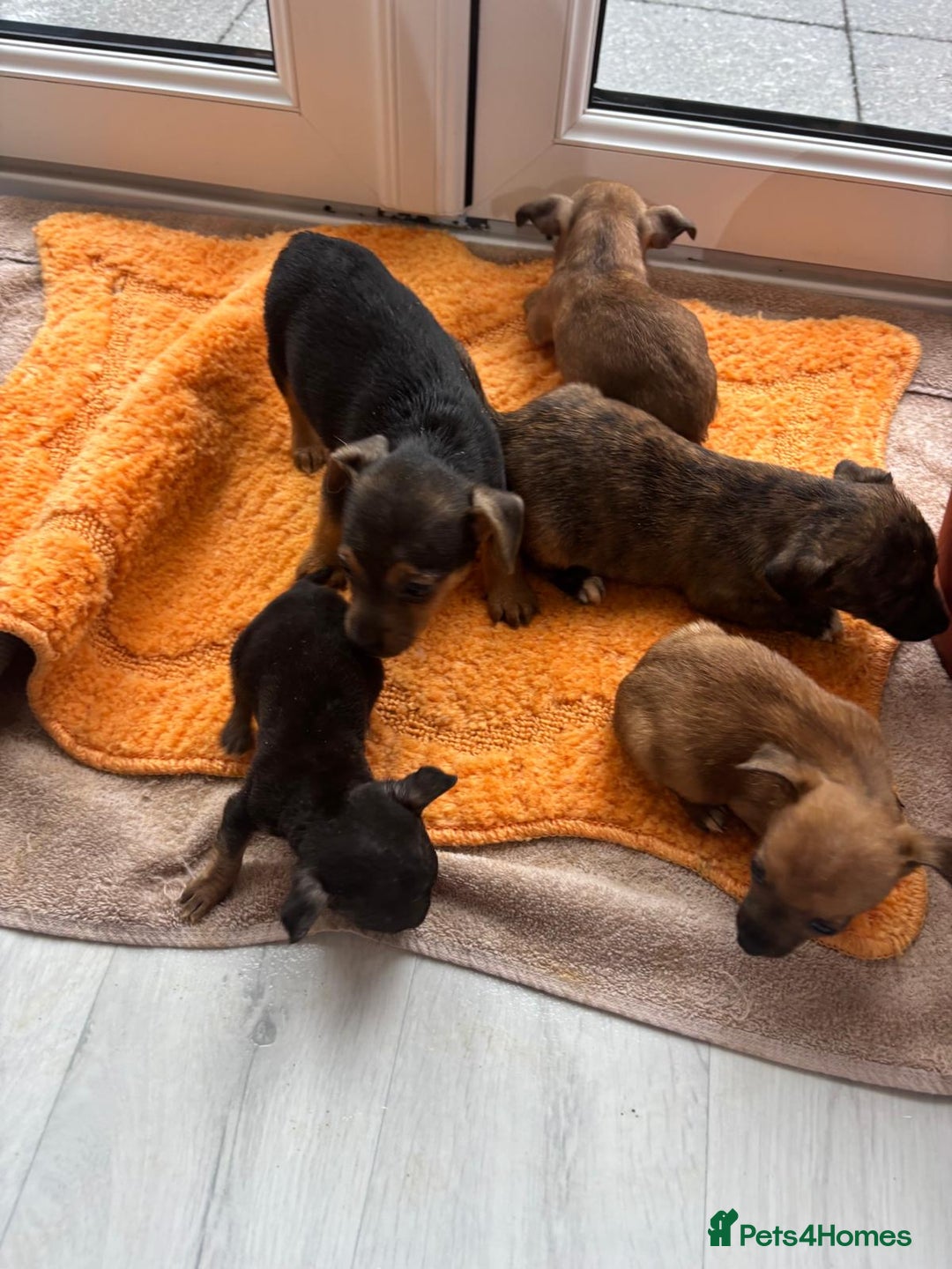 Jack Russell dogs for sale: Beautiful jack russells - Advert 7