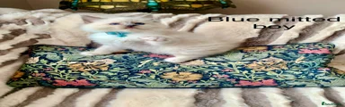 Ragdoll 2