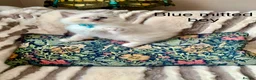 Ragdoll cats for sale: Beautiful mitted GCCF champion girls and boys  - Advert 6
