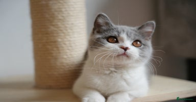 British Shorthair cats - Advert 9