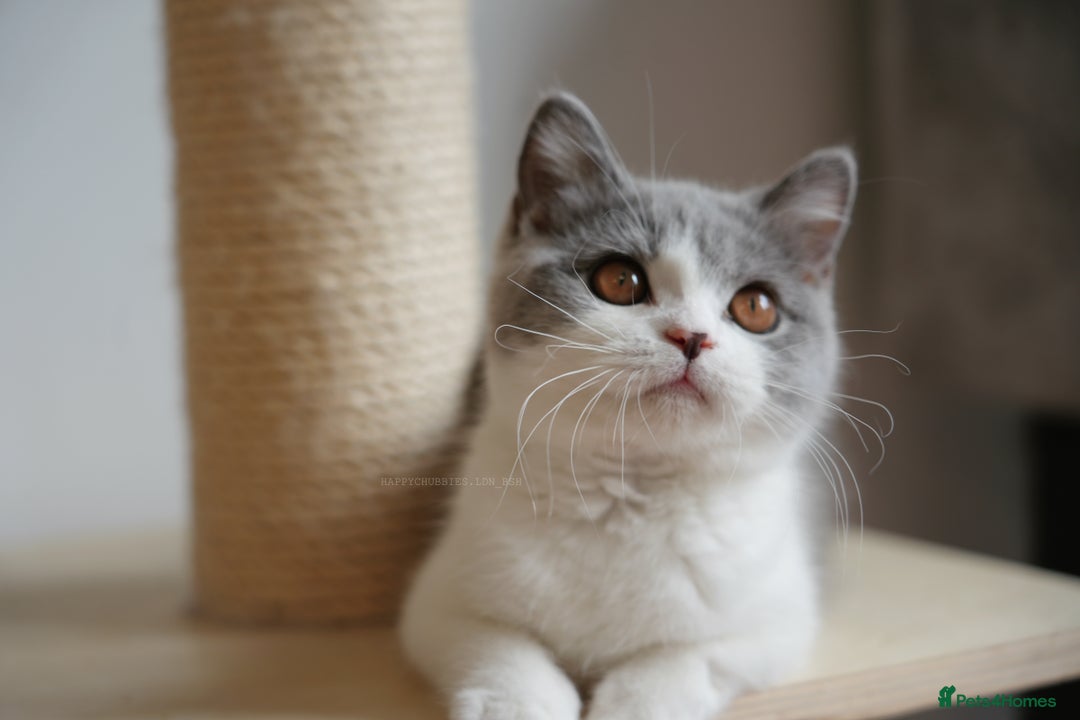 British Shorthair cats for sale: (Ready now) Registered and health checked BSH - Image 3