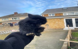 Mini Lion Lop rabbits for sale: Mini lion lop rabbits - Advert 2