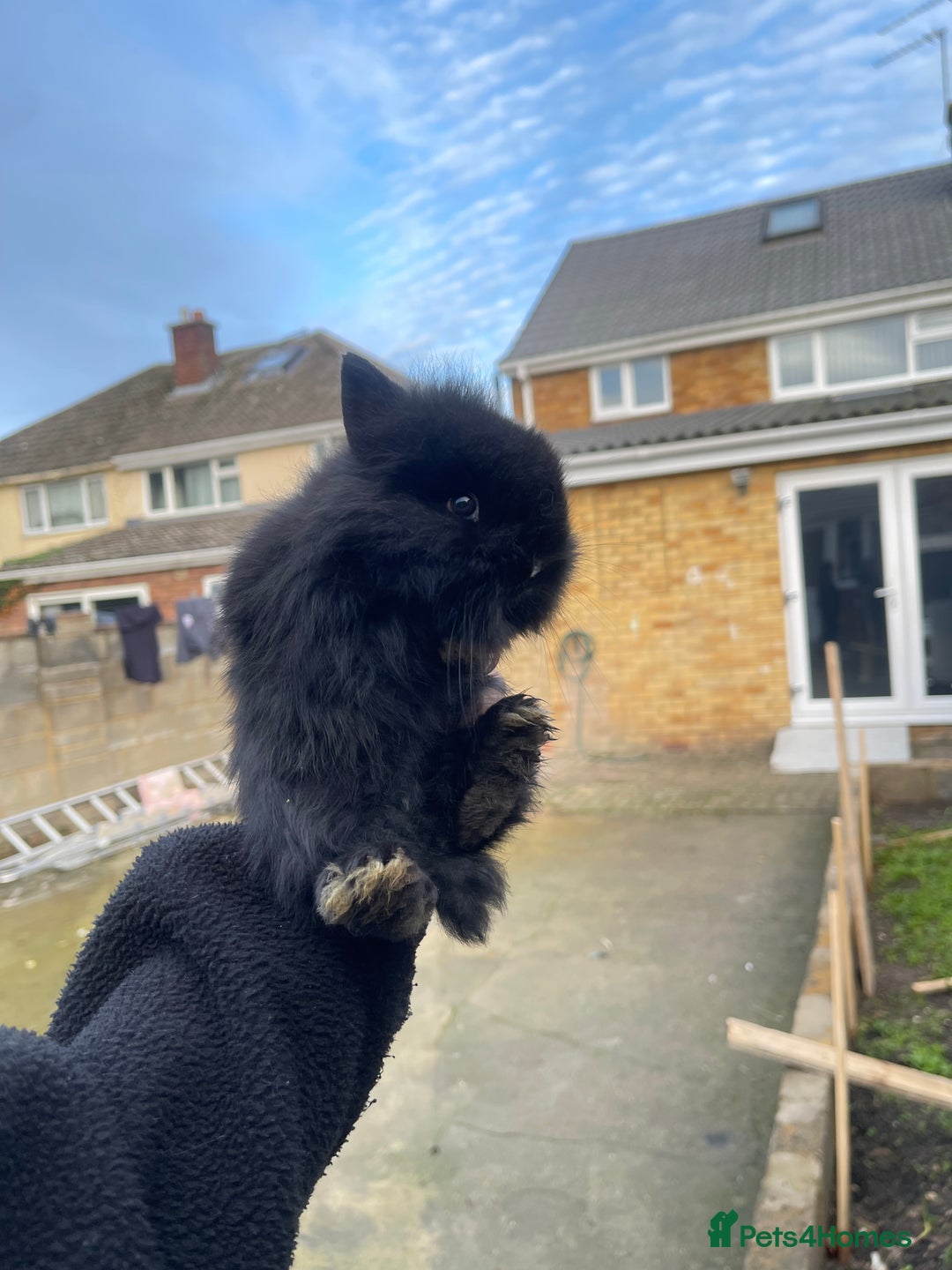 Mini Lion Lop rabbits for sale: Mini lion lop rabbits - Advert 2