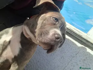 Cane Corso dogs Roxi - Advert 14