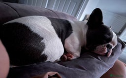 French Bulldog dogs for sale: Betty - Image 2