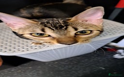Bengal cats for sale: Pure Female Bengal Kitten £250 - Image 14
