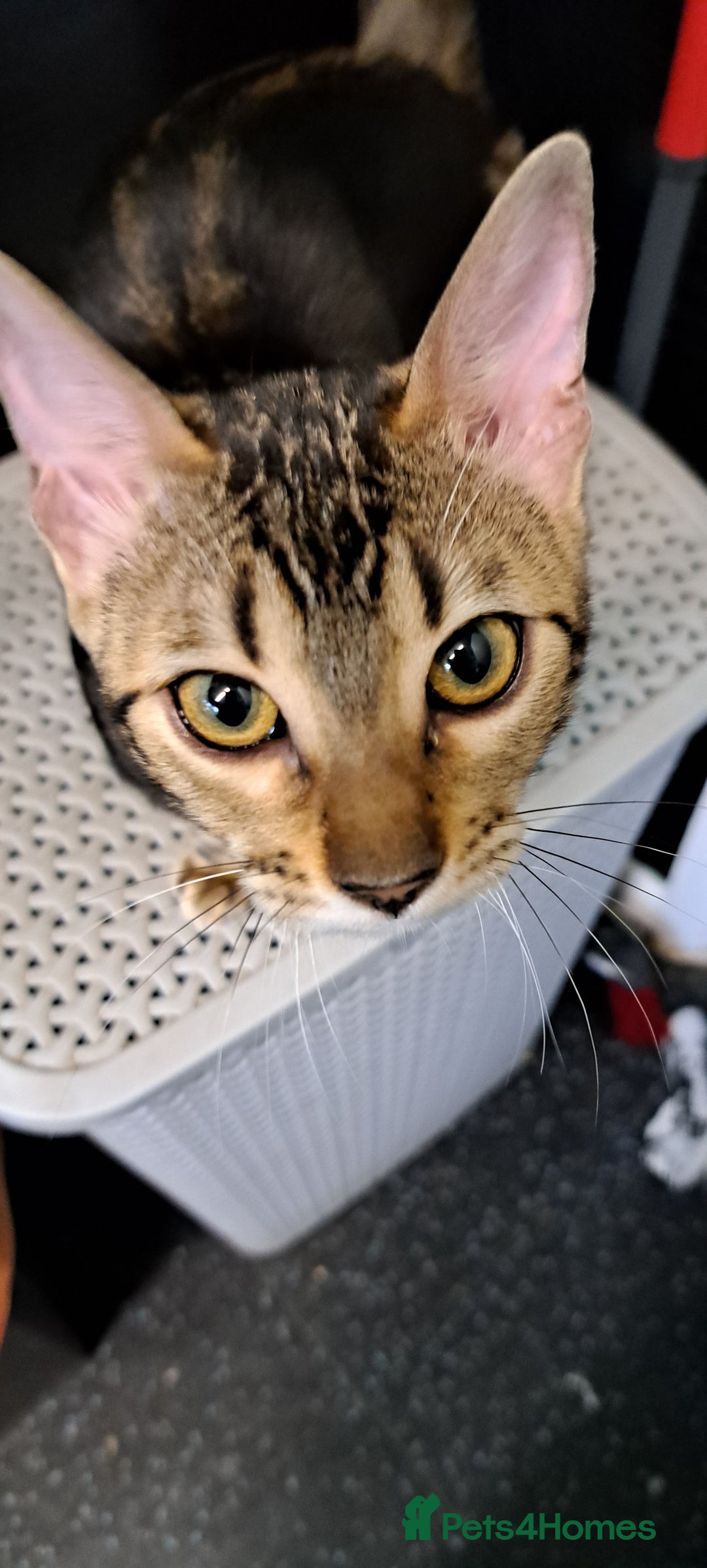 Bengal cats for sale: Pure Female Bengal Kitten £250 - Image 14