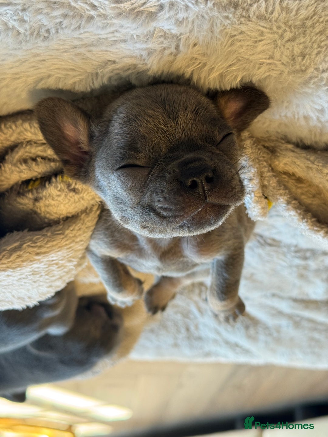 French Bulldog dogs for sale: Adorable French Bulldog Puppies in Barking - Image 7