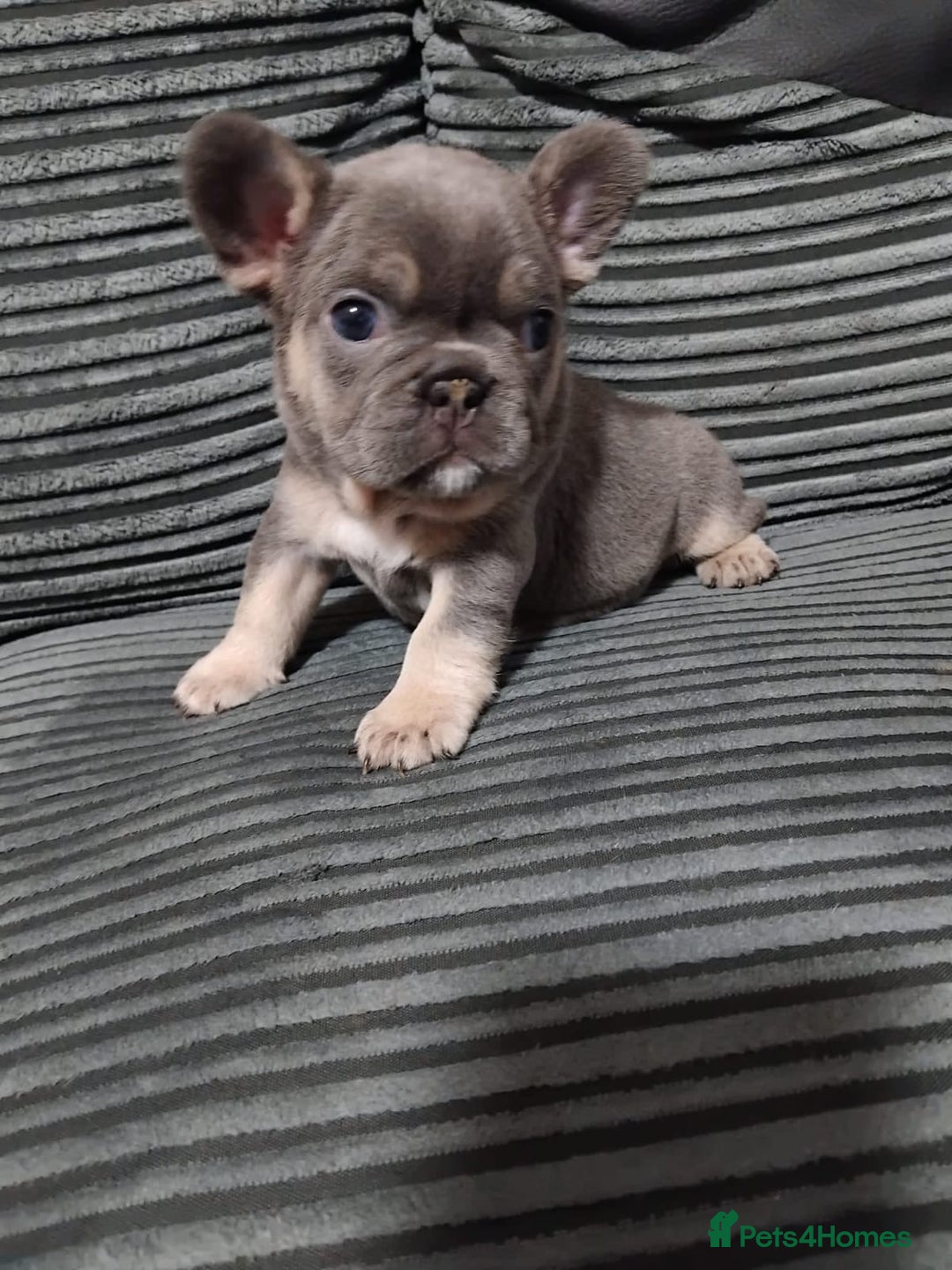 French Bulldog dogs for sale: Female lilac and tan french bulldog called Rose ❤️ - Advert 3