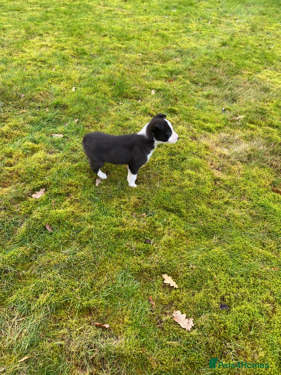 Border Collie dogs for sale: Gorgeous border collie female pup!  - Advert 8