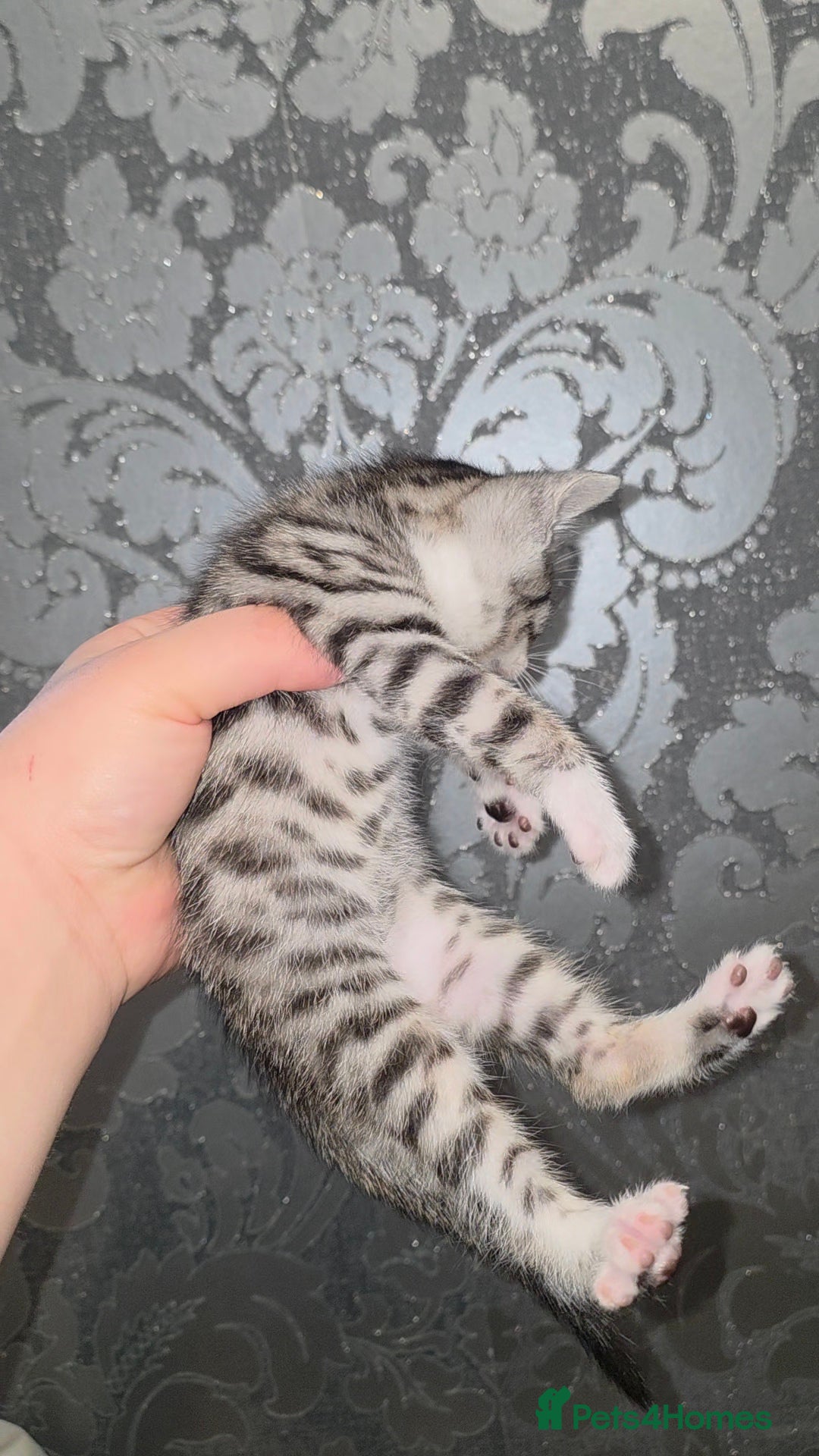 Bengal cats for sale: Bengal Cross Kittens - Image 5
