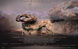 Cockapoo dogs for sale: ✨ Quality F2 Cockapoos ✨ Reputable Breeder  - Image 13