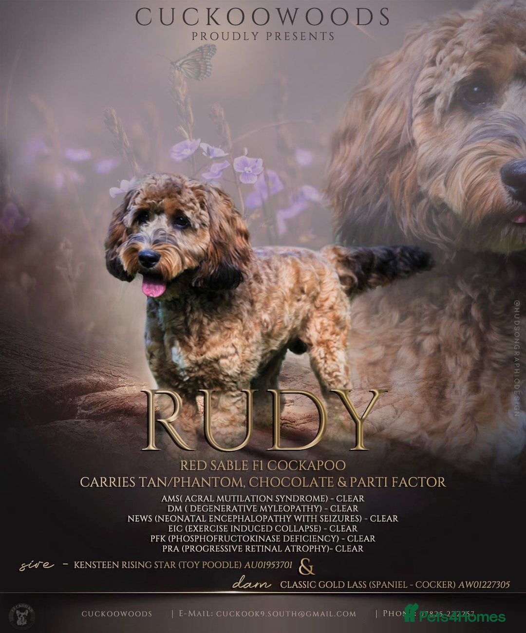 Cockapoo dogs for sale: ✨ Quality F2 Cockapoos ✨ Reputable Breeder  - Image 13