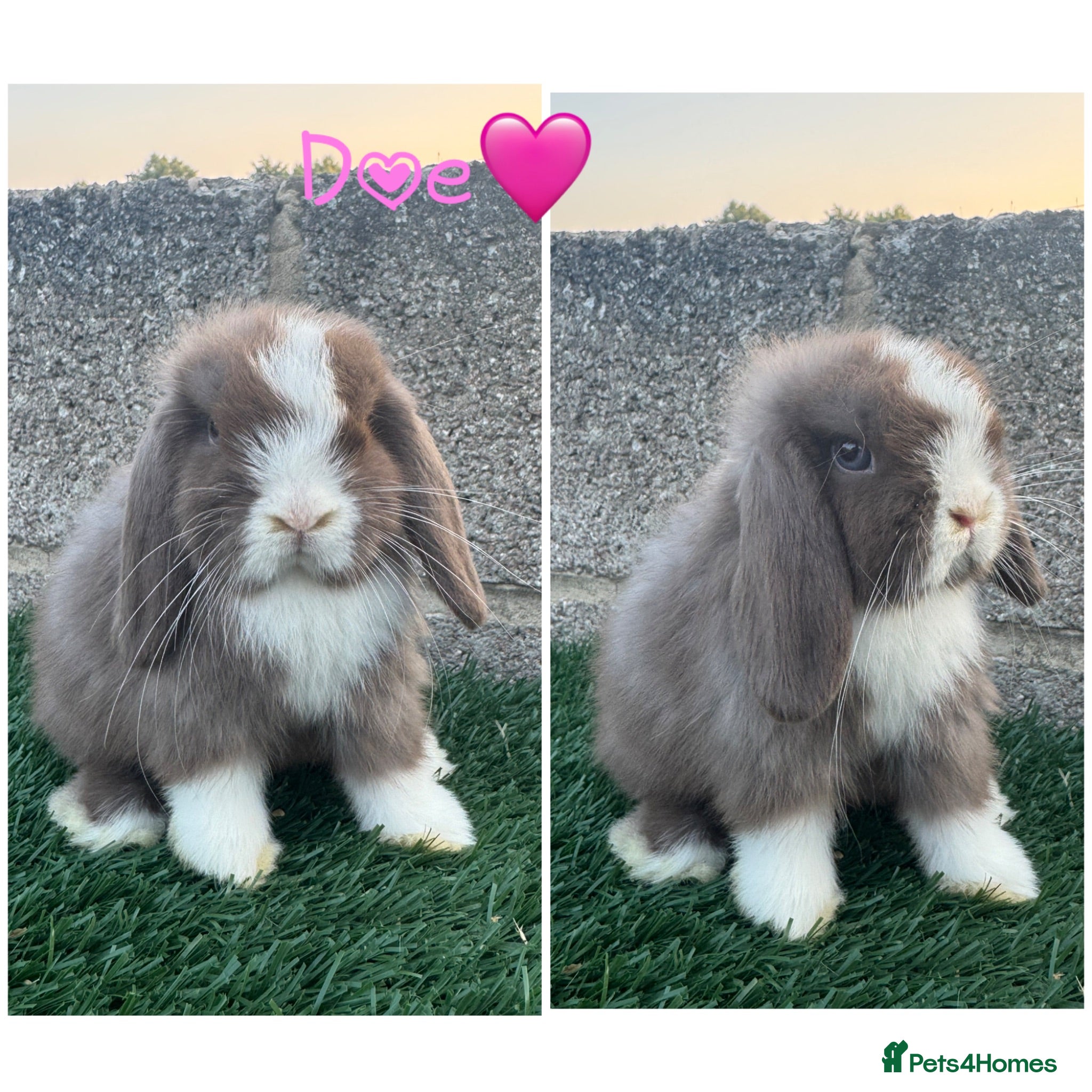Mini Lop rabbits Pure breed mini lop  - Advert 1