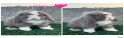 Mini Lop rabbits for sale: Pure breed mini lop  - Advert 1