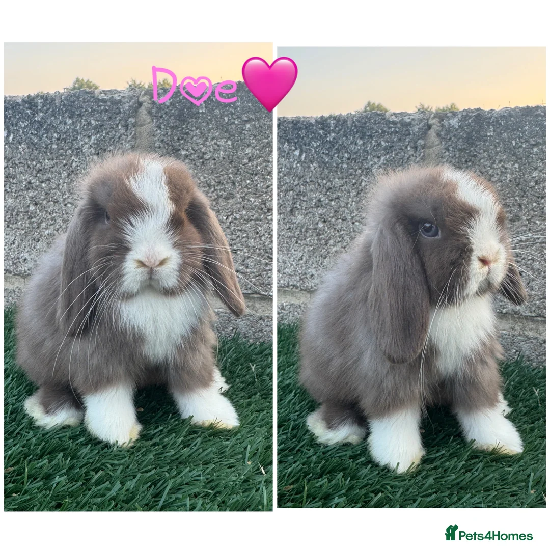 Mini Lop rabbits for sale: Pure breed mini lop  - Advert 1
