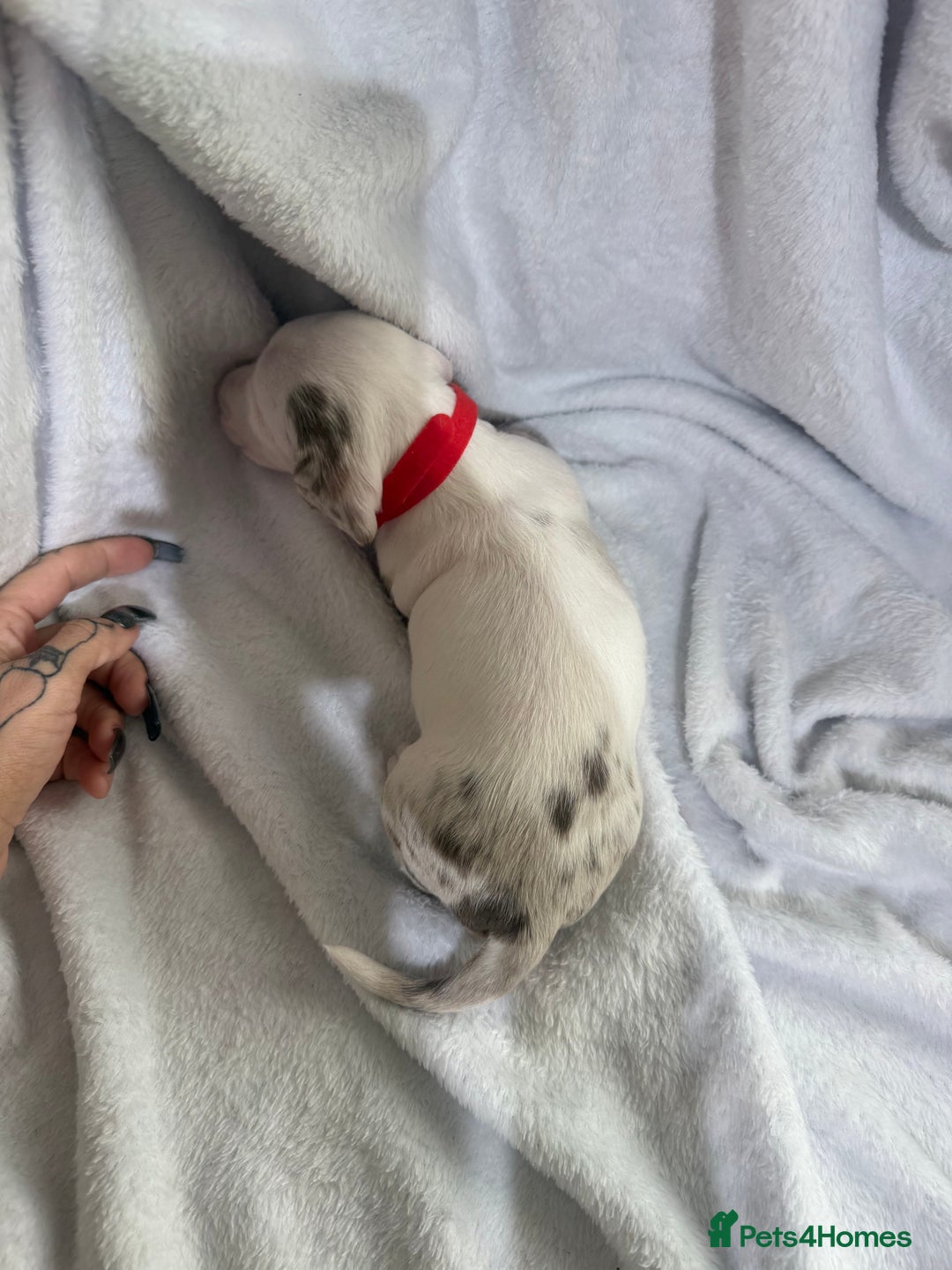 Dachshund dogs for sale: 4 dachshund puppies all females - Advert 5