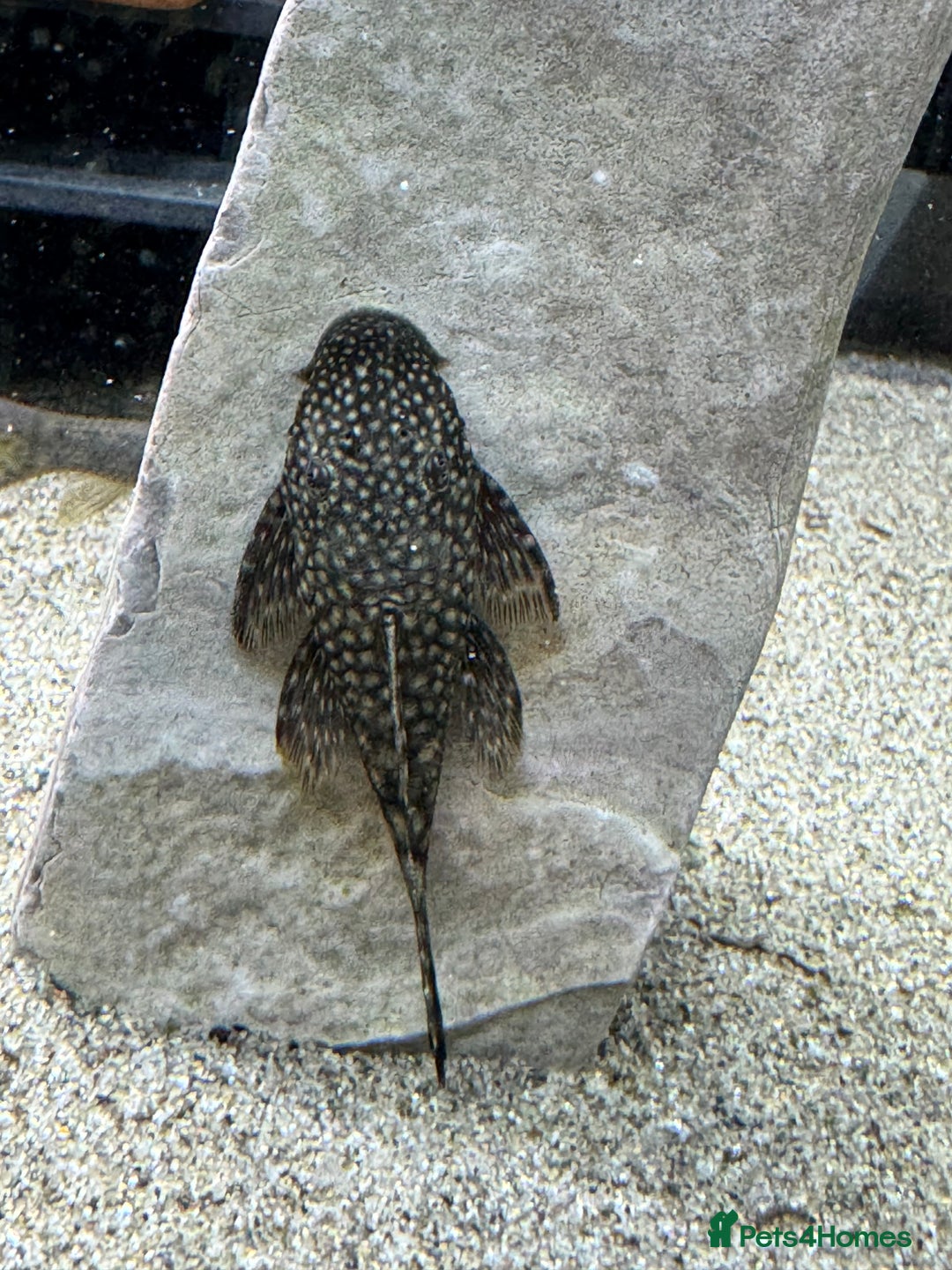Plecos fish for sale: Plecos for sale  - Advert 7