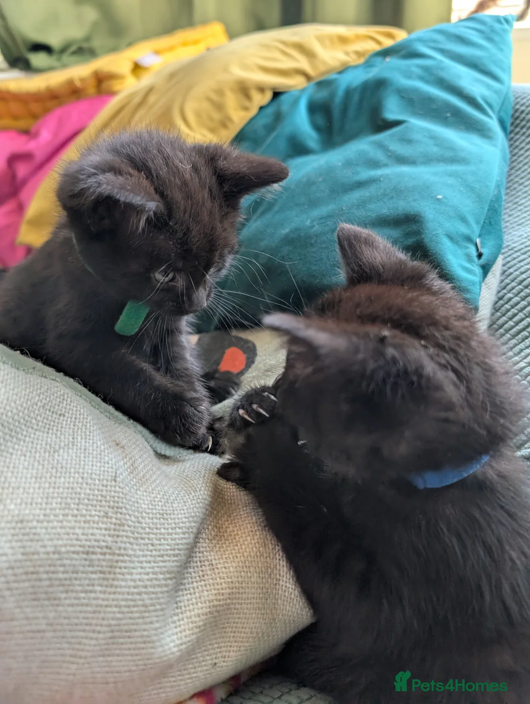 Mixed Breed cats for sale: Beautiful Black kittens looking for forever home  - Advert 1