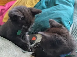 Mixed Breed cats Beautiful Black kittens looking for forever home - Advert 1