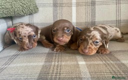 Miniature Dachshund dogs for sale: Stunning small Miniature Daschund’s - Image 4
