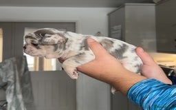 French Bulldog dogs for sale: 🤍 Merle / Lilac + Tan French bulldog puppies🤍 - Image 7