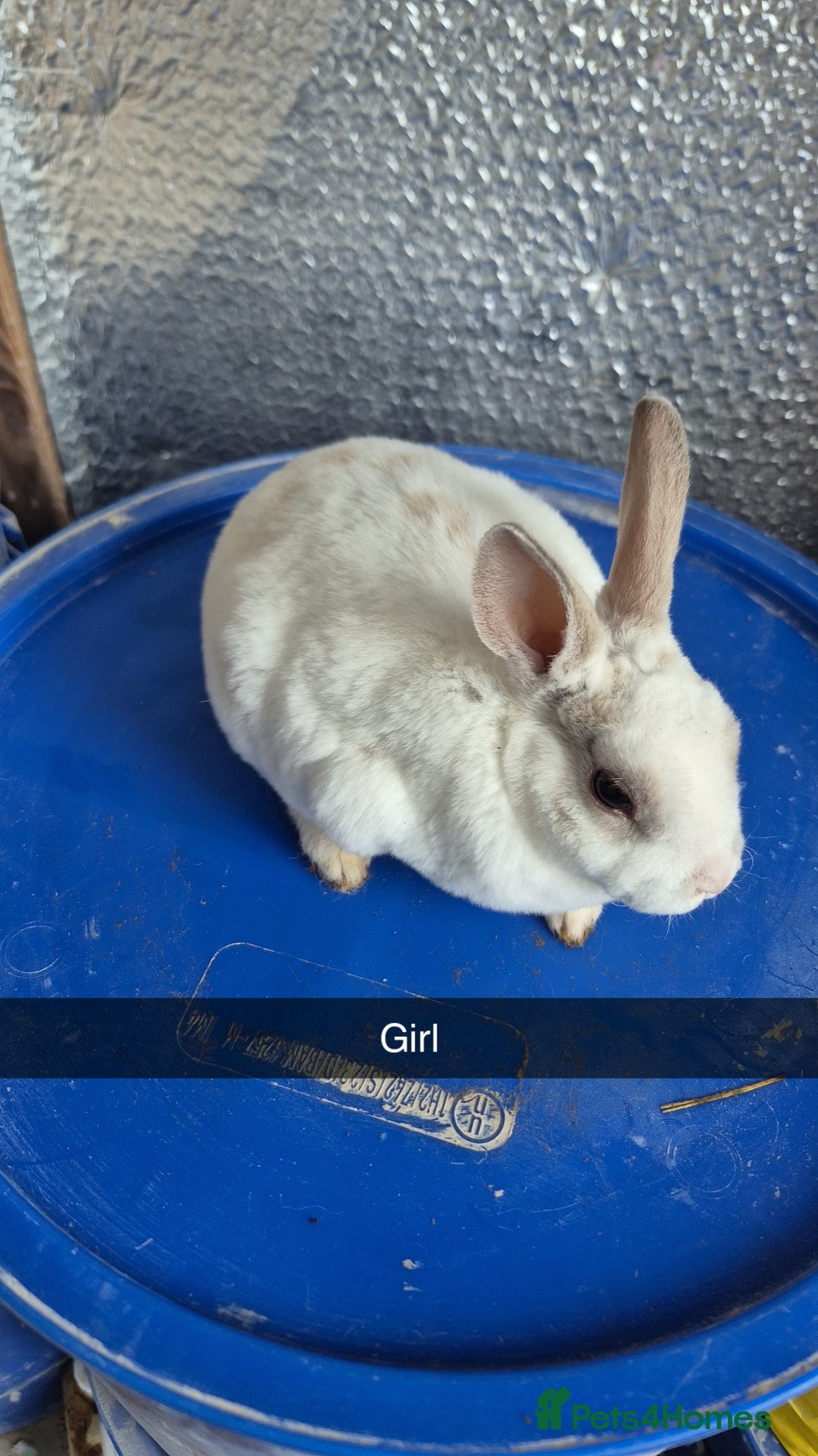 Rex rabbits for sale: Mini Rex Baby Rabbits - Advert 1