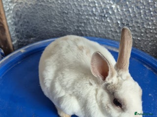 Rex rabbits Mini Rex Baby Rabbits - Advert 1