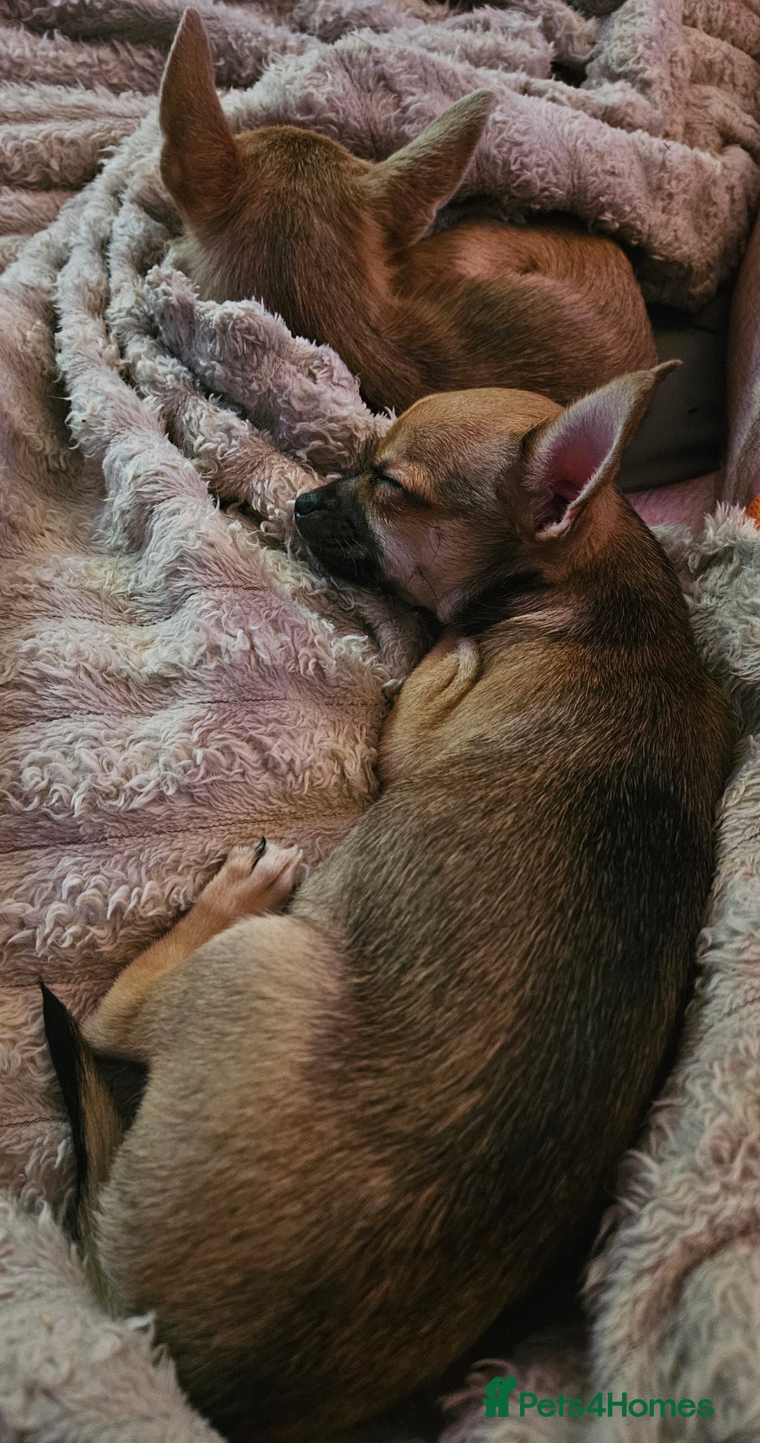 Chihuahua dogs for sale: 2x 13 old week beautiful Chihuahua Pups for sale  - Advert 6