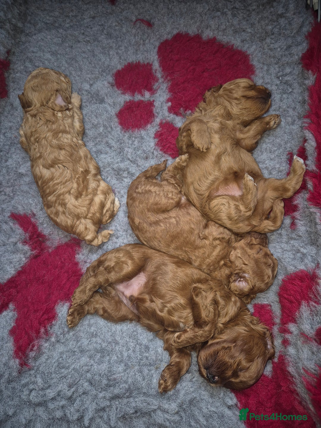 Maltipoo dogs for sale: Tiny f1b maltipoo puppys - Image 1