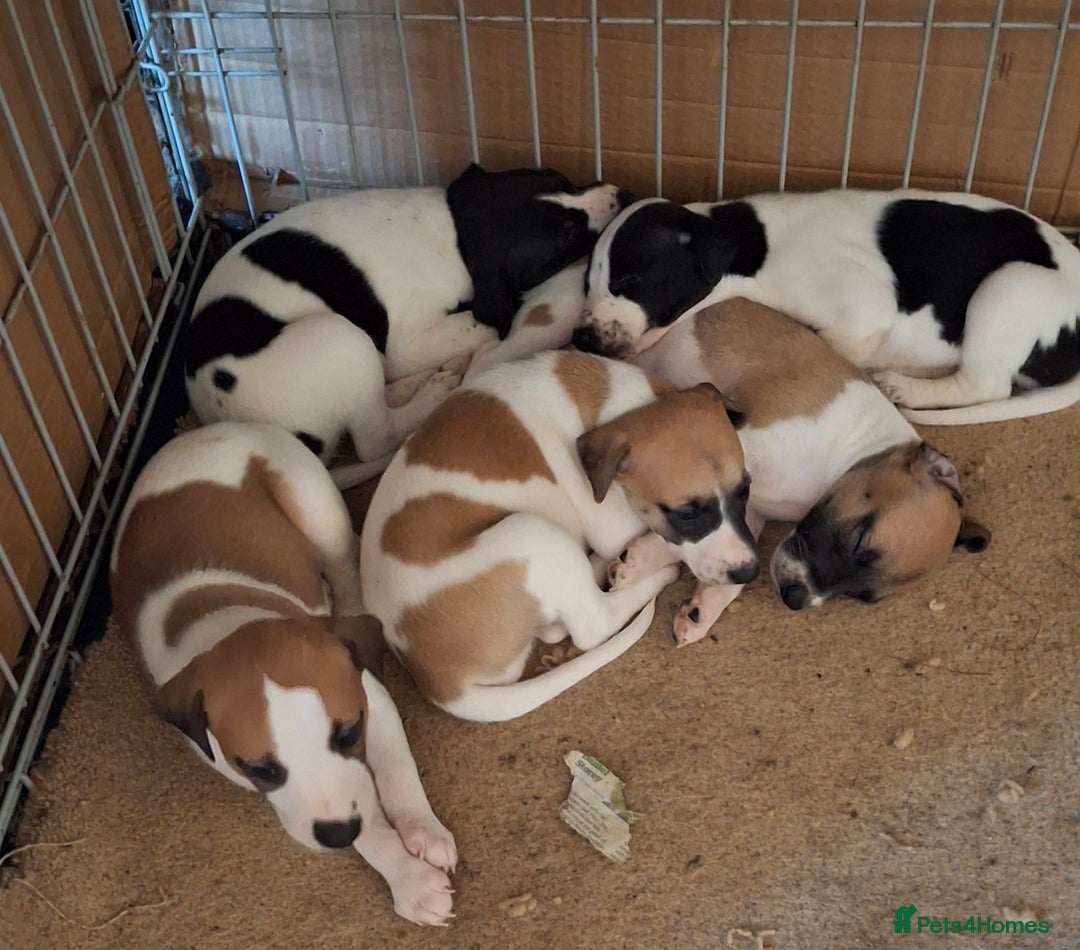 Whippet dogs for sale: KC Particolour Whippet Puppies - Image 8