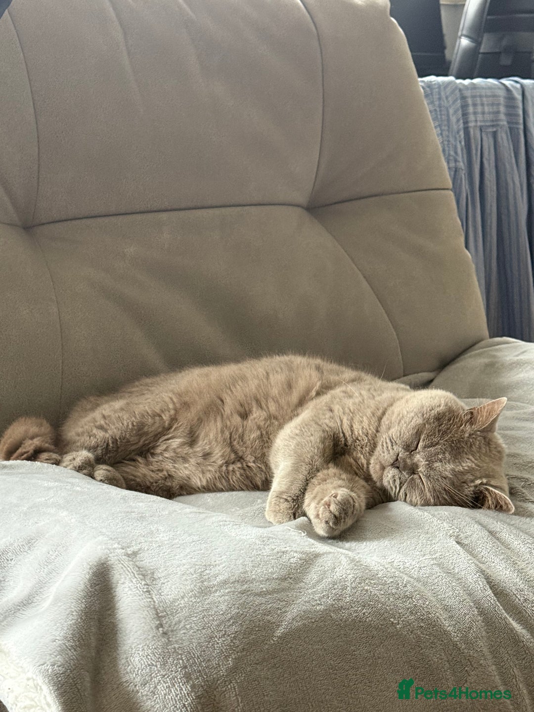 Scottish Fold cats for sale: Scottish fold&straight kittens ready for reservati - Advert 14