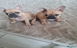 French Bulldog dogs for sale: Two fawn girl French bulldogs - Image 1