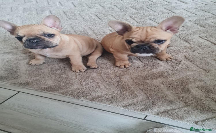 French Bulldog dogs - Advert 5