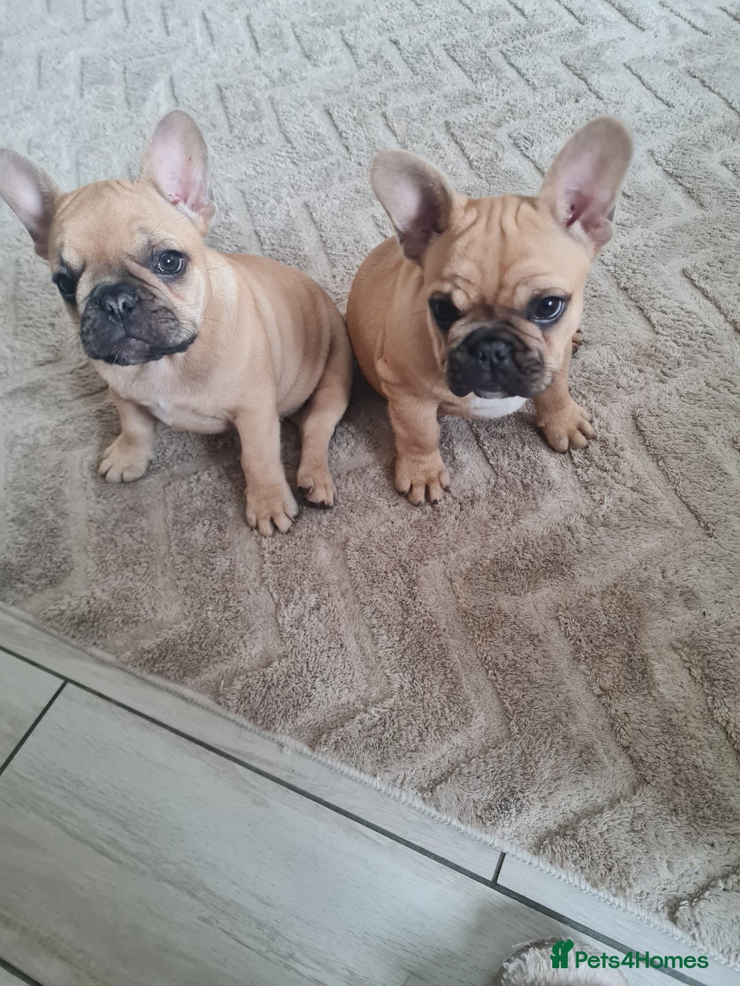 French Bulldog dogs for sale: Two fawn girl French bulldogs - Image 1