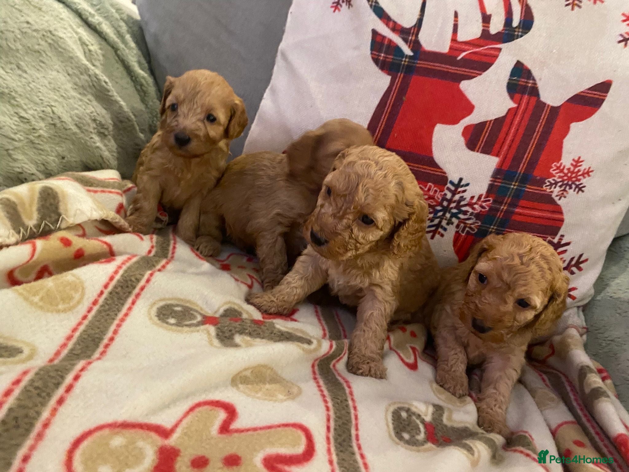 Cockapoo dogs F1B apricot cockapoos - Advert 2